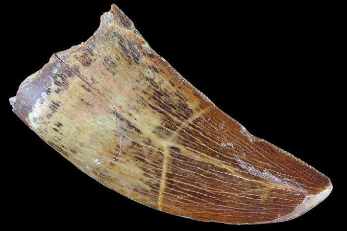 Serrated, Carcharodontosaurus Tooth - Beautiful Enamel #85783